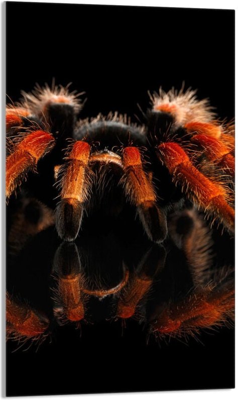 Glasschneidebrett 30x52 Spider