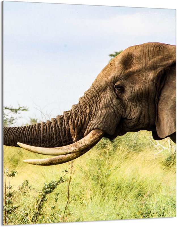 Glasschneidebrett 40x52 Elefant