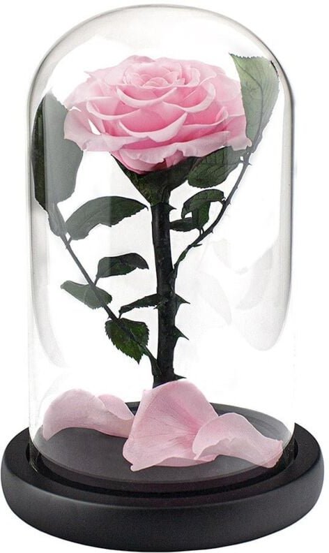 Groe rose im glasglocke - rosa