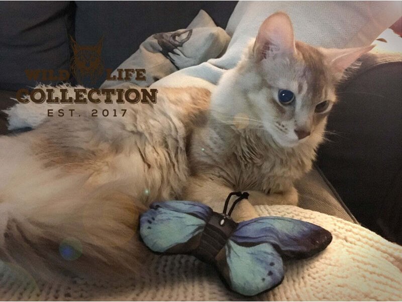 Blauer schmetterling der wild lebenden katze