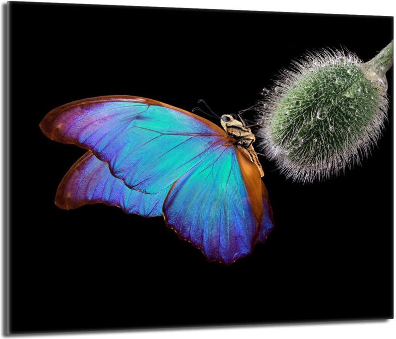 Glasschutzplatte für den Herd 60x52 Butterfly