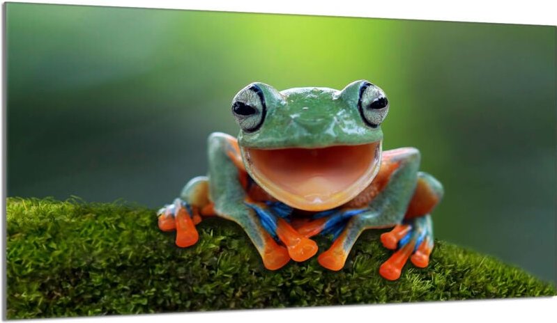 Glasschutzplatte für den Herd 90x52 Frosch