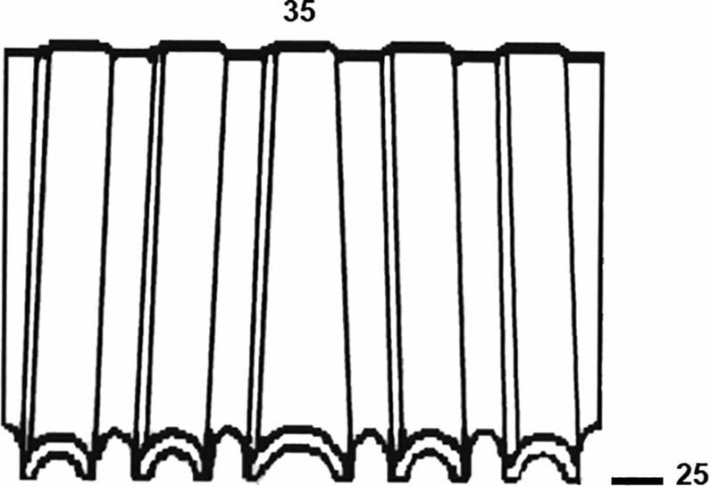 Wellennägel Type WN35 25 mm verzinkt Wellenstärke 3 mm (5000 Stück) - Alsafix
