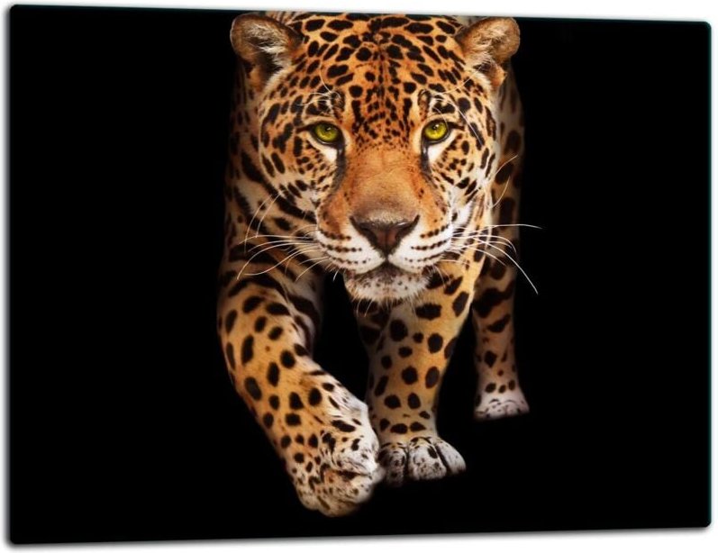 Glasschild Schneidebrett 52x40 Wildkatze