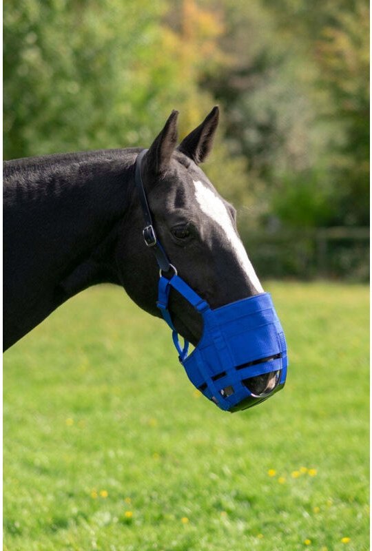 Grasende schnauze zephyr short cob vollblut