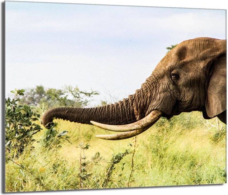 Glasschutzplatte für den Herd 60x52 Elefant