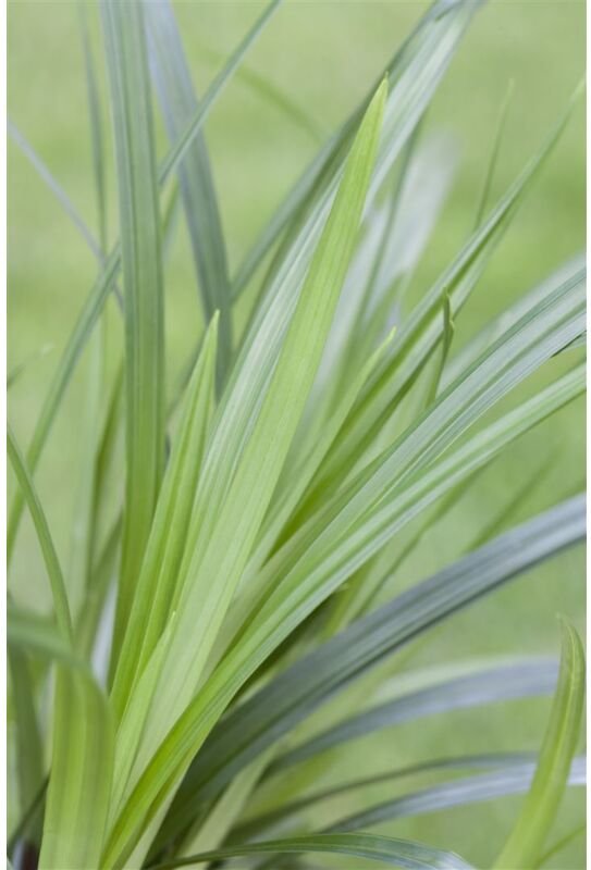 Carex morrowii ssp.foliosiss. 'Irish Green' C2