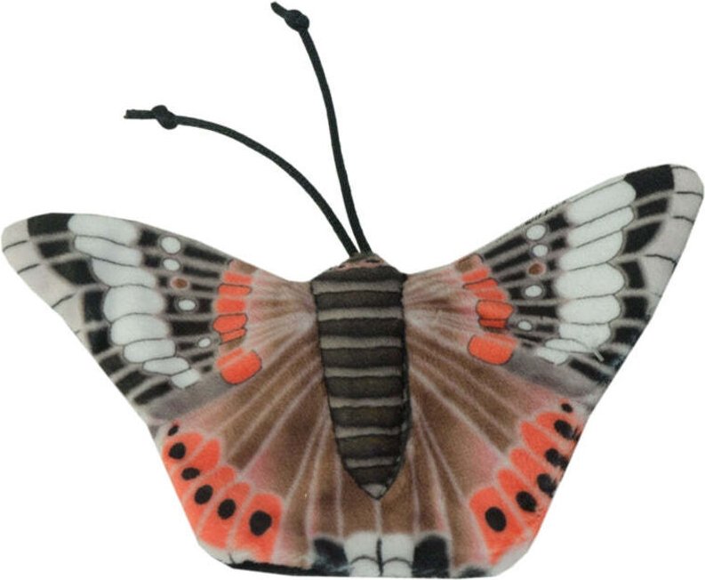 Wild life cat red admiral butterfly