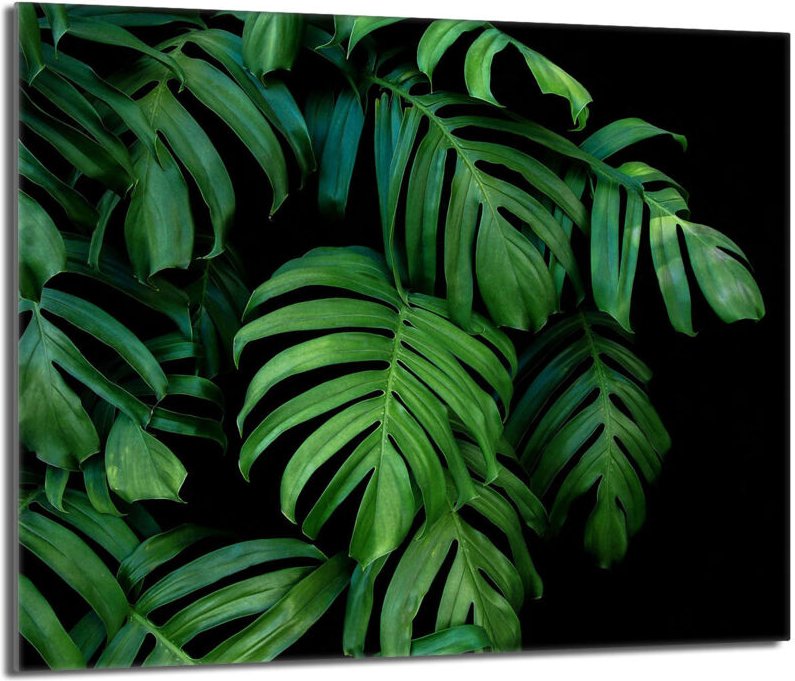 Glas-Herdplattenschutz 60x52 Monstera