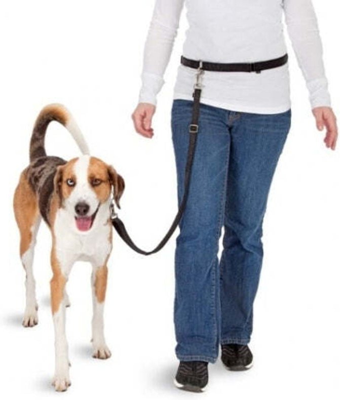 Pawise hands free doggy bike jogger kit