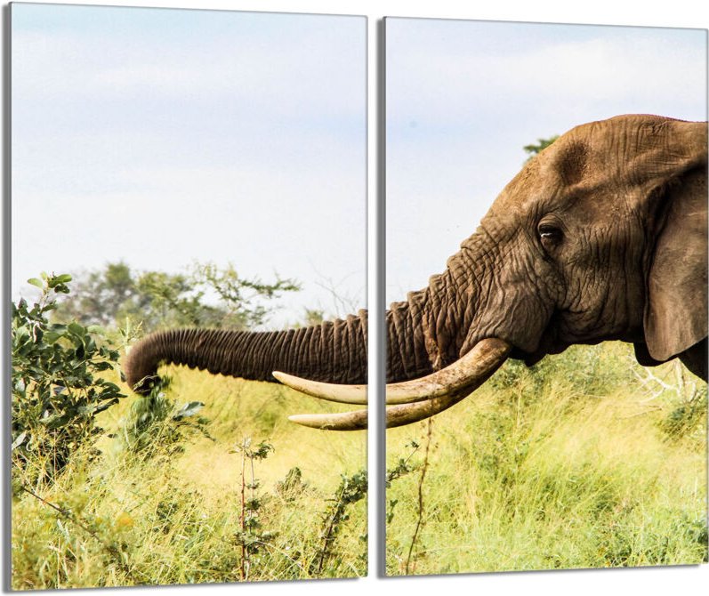 Glasschutzplatte für den Herd 2x30x52 Elefant