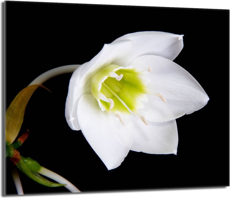 Glasschutzplatte für den Herd 60x52 Orchidea