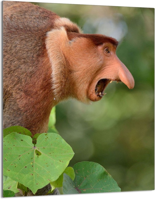 Glasschneidebrett 40x52 Proboscis