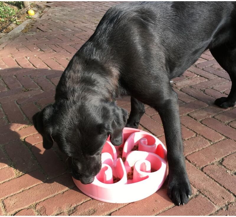 Langsam essen langer leben original blue s