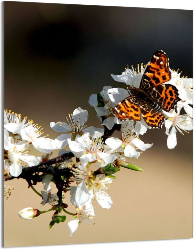 Glasschneidebrett 40x52 Pflaume