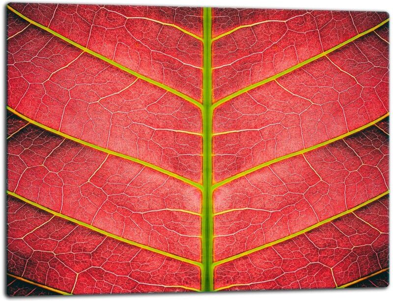 Glasschild Schneidebrett 52x40 Blütenblatt