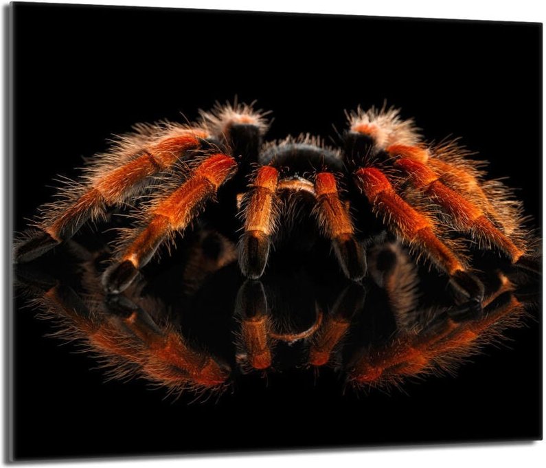 Glasschutzplatte für den Herd 60x52 Spider