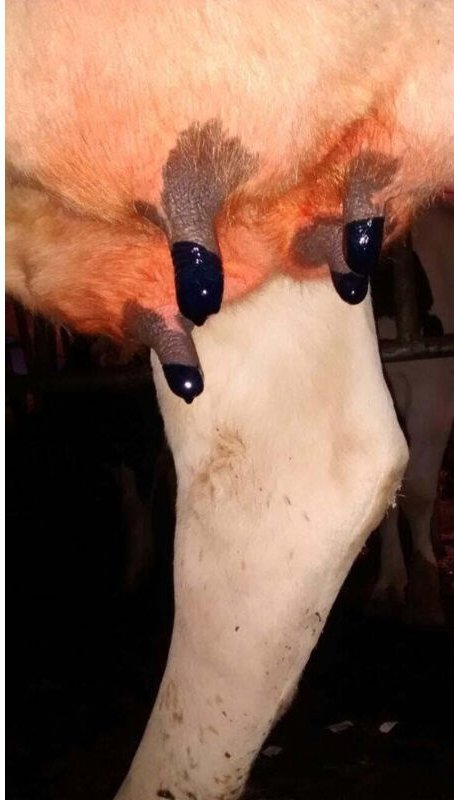 Maxi dry cow zitzendichtung