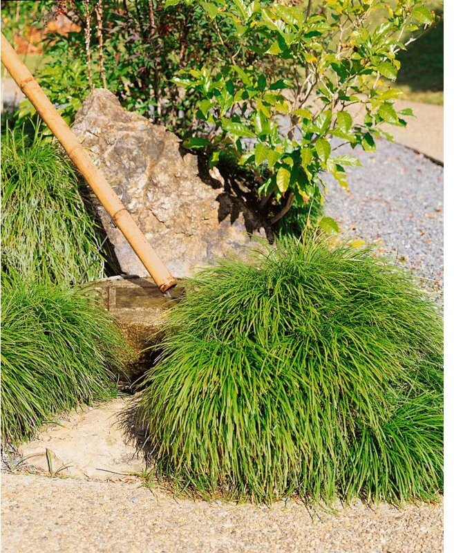 Ophiopogon japonicus p 0,5