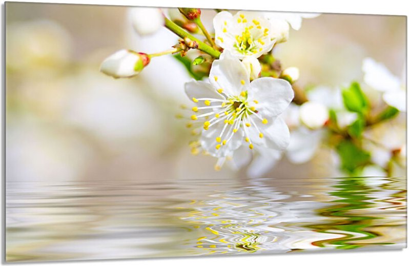 Glasschutzplatte für den Herd 80x52 Pflaume