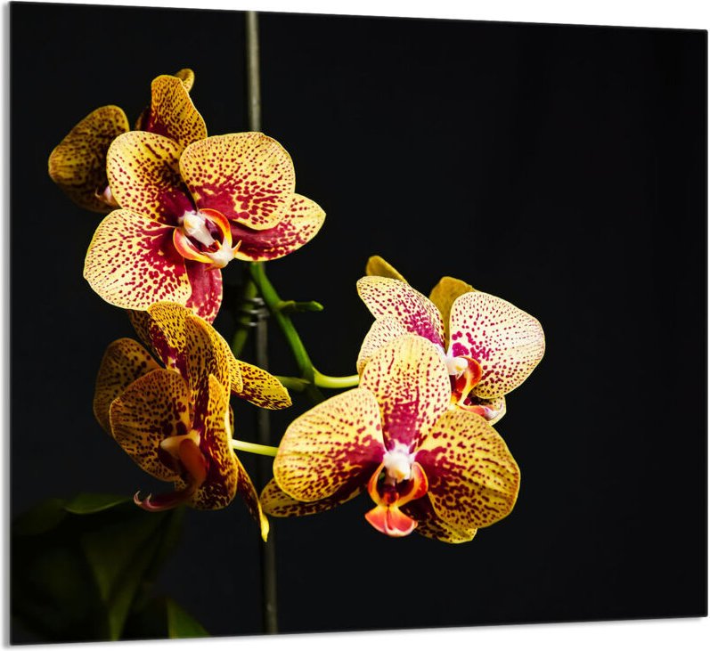 GLASPLATTE FÜR KÜCHE 65x60 Orchidee