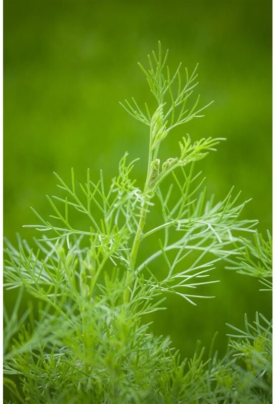 Artemisia abrotanum maritima p 11