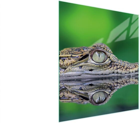 Glasschneidebrett 45x52 Krokodil