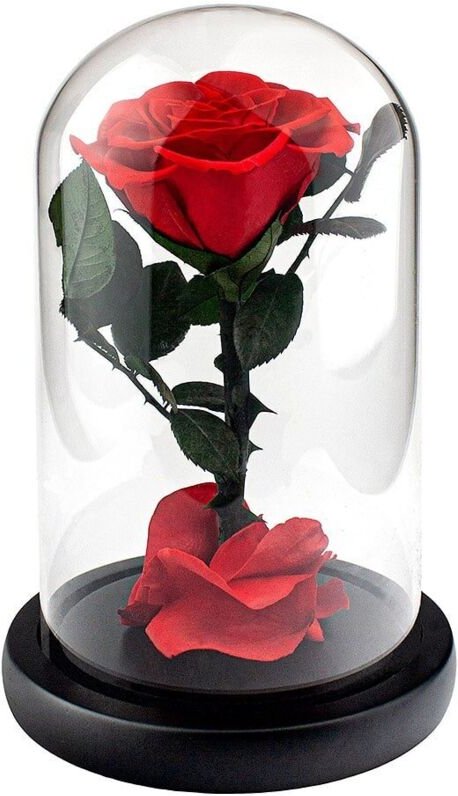 Groe rose im glasglocke - rot