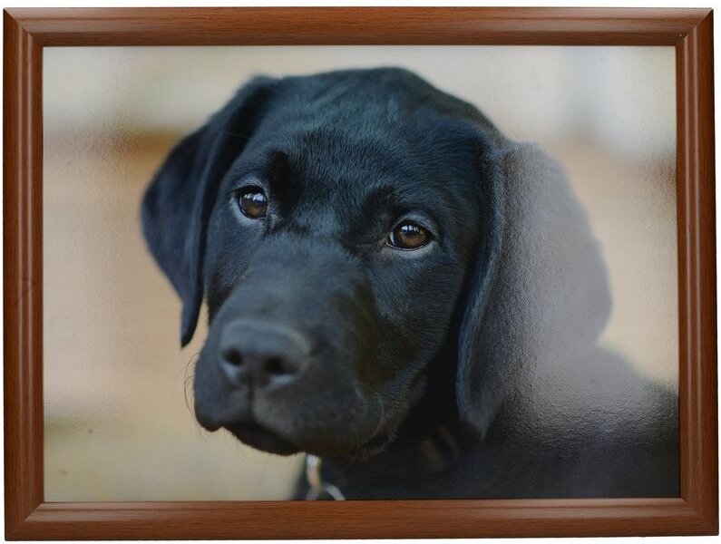 CREATIVE TOPS Labrador - Gesteppter Sitzsack, 44 x 34 cm, Mehrfarbig