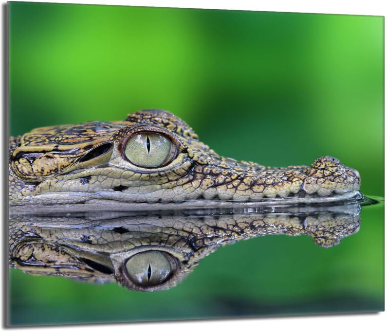 Glasschutzplatte für den Herd 60x52 Krokodil