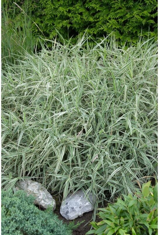 Thumbnail - Holcus mollis 'Albovariegatus' P 0,5