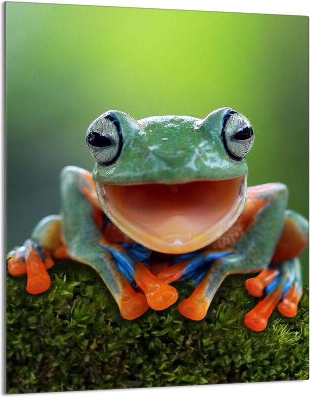 Glasschneidebrett 40x52 Frosch