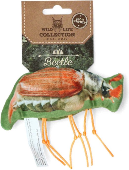 Wild lebender katzenkafer