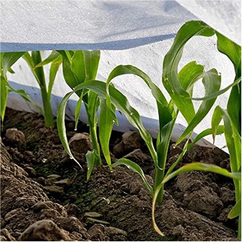 Trade Shop Traesio - Trade Shop - set 3PZ rotoli telo protettivo tessutuo protection raccolti 1.5X10MT 134059 -