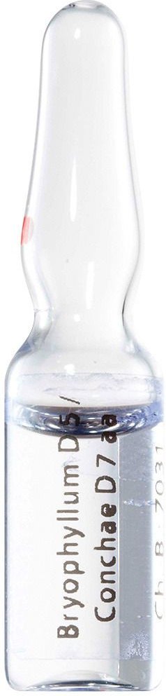 Bryophyllum D 5/Conchae 7 Ampullen 8x1 ml
