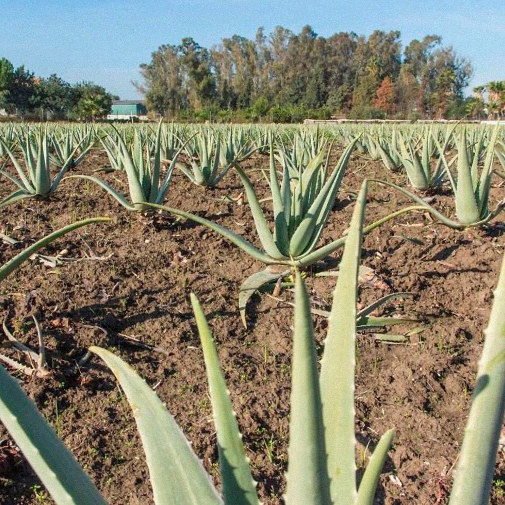 Aloe Vera Gel-Saft Dr.Jacob's 1000 ml Retard-Saft