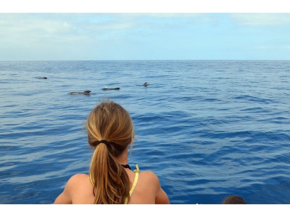 Tenerife: Whale & Dolphin Watching Cruise & Swim, Los Cristianos