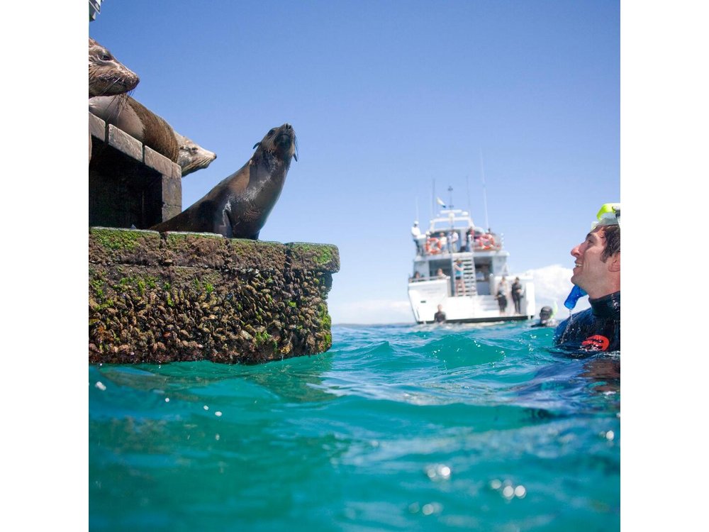 Dolphin and Seal snorkel adventure from Sorrento