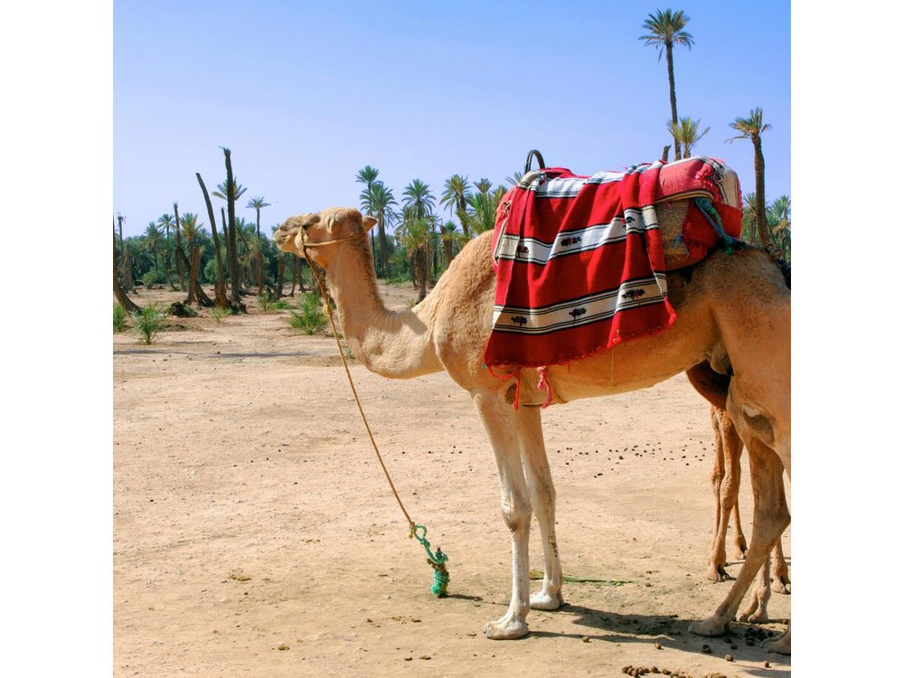 1.5-Hour Small-Group Camel Ride Excursion to Palm Grove from Marrakech