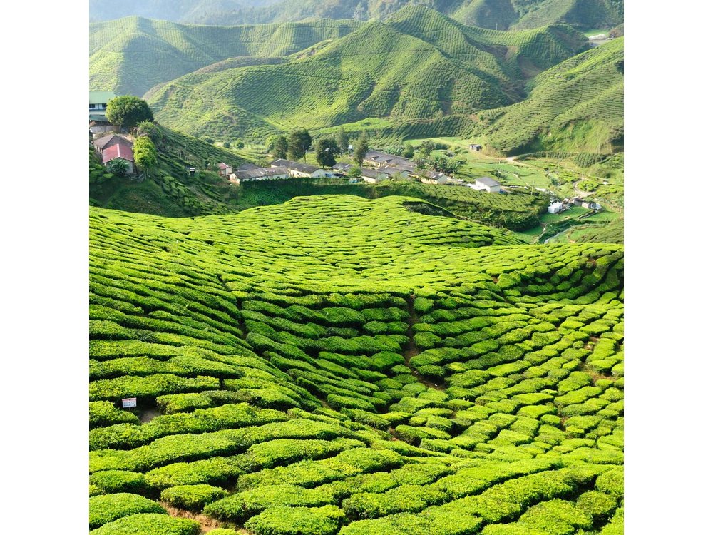 3-Night Cameron Highlands and Penang Tour from Kuala Lumpur