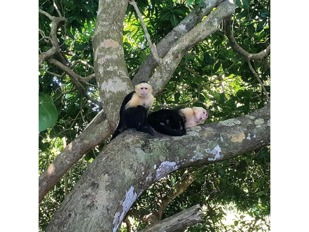 Manuel Antonio National Park Sightseeing and Wildlife Day Tour from San Jose