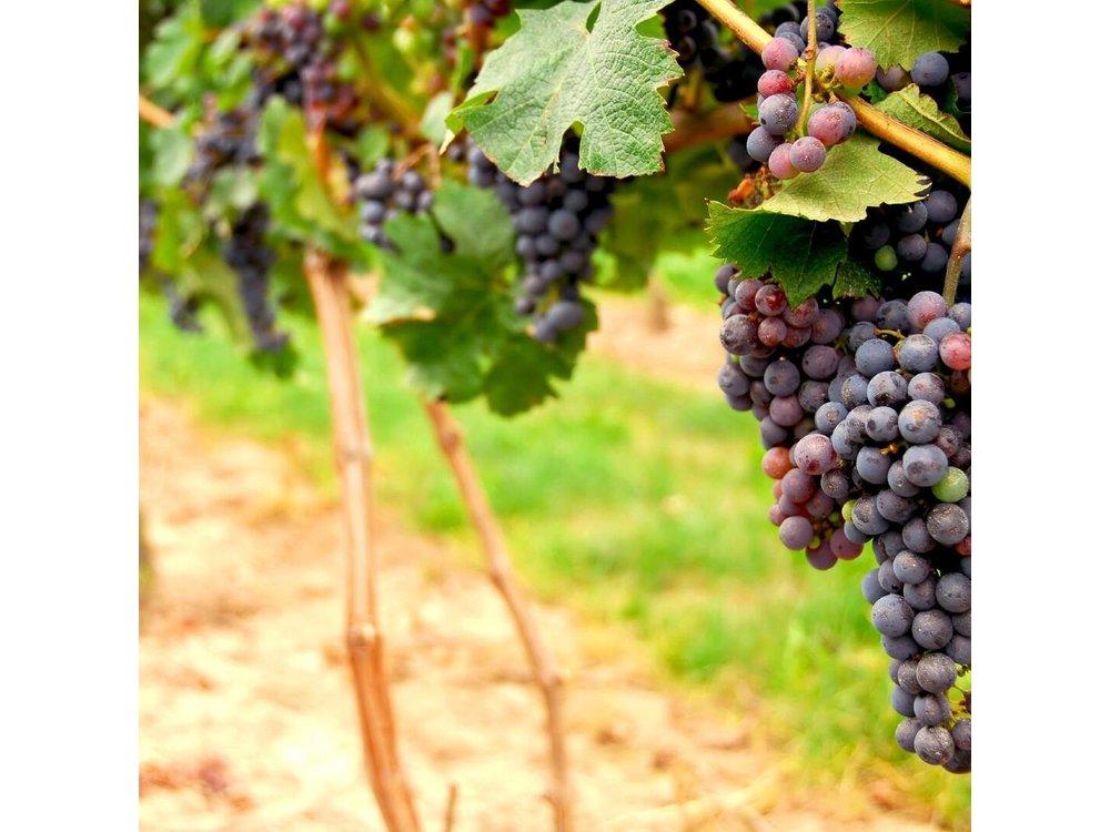 From San Francisco: Napa and Sonoma Full-Day Curated Wine Tour