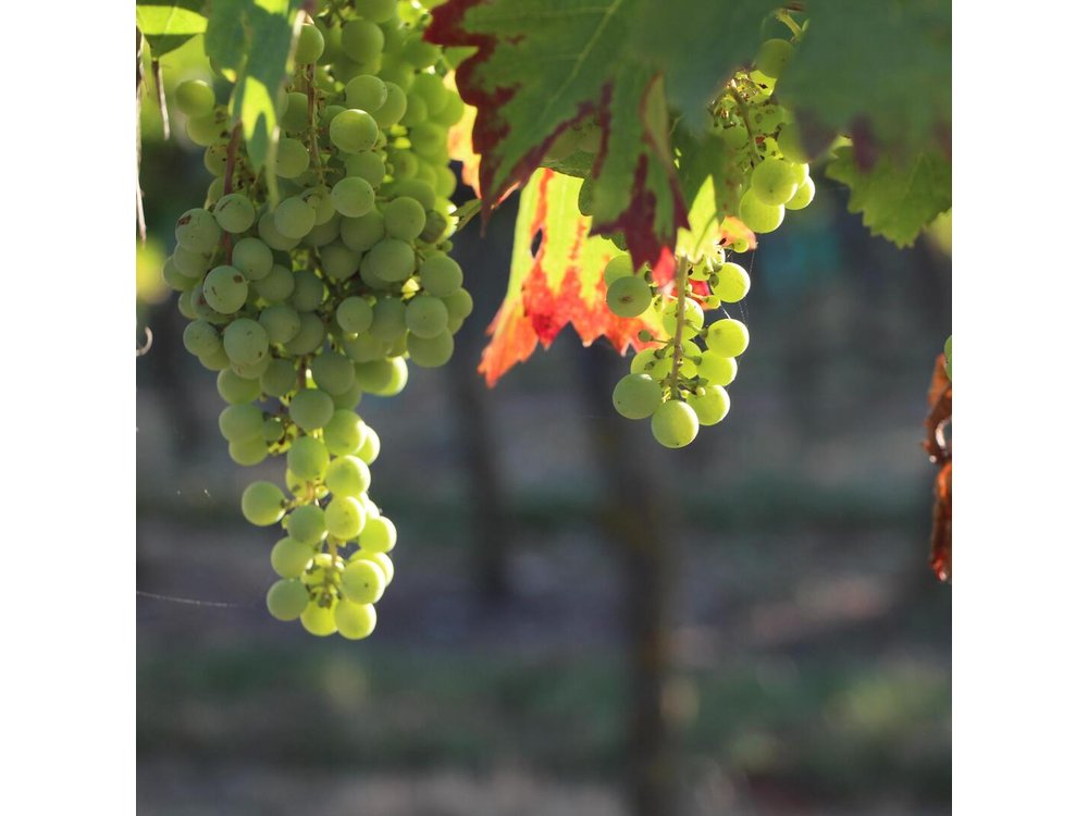 From Nantes - Vineyard of Nantes in Minivan - Half day