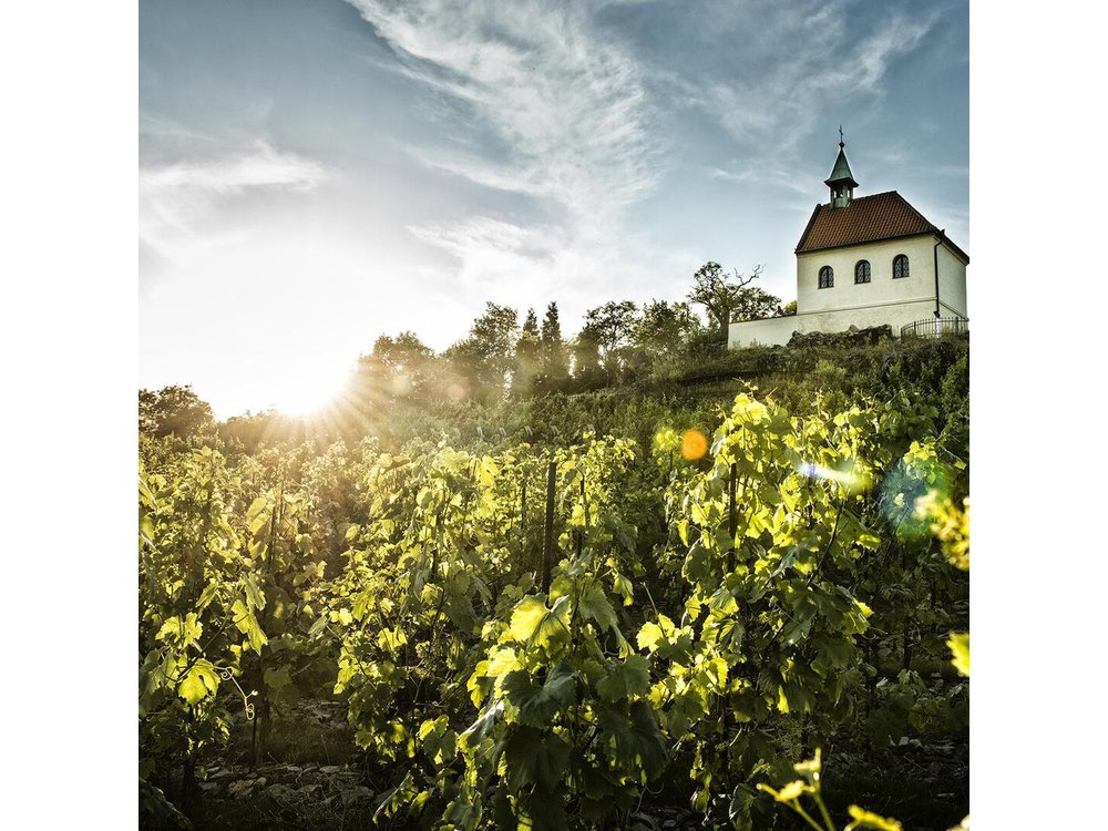 Prague´s Hidden Vineyards Private Tour