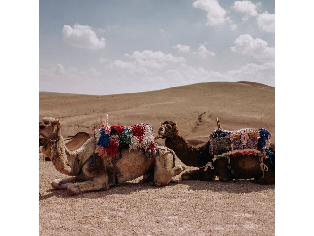Desert Agafay & Atlas Mountains Day Trip from Marrakech (Min.2 p)