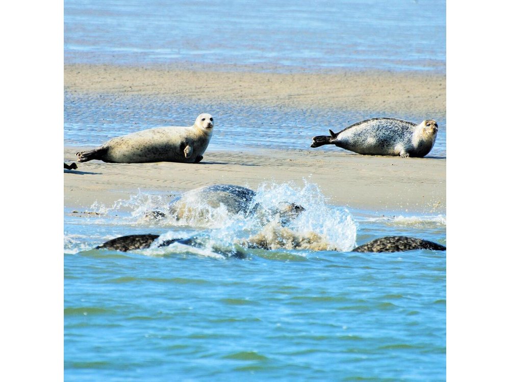 Seal Safari at UNESCO Site Waddensea from Amsterdam