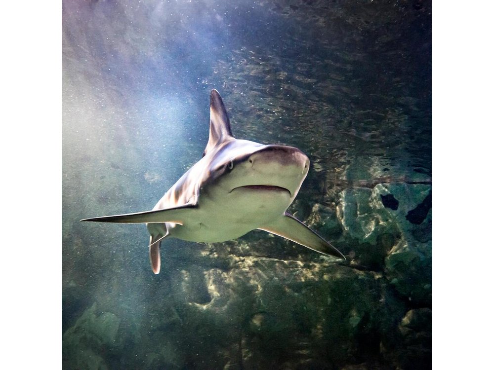 SEA LIFE Aquarium San Antonio Admission Ticket