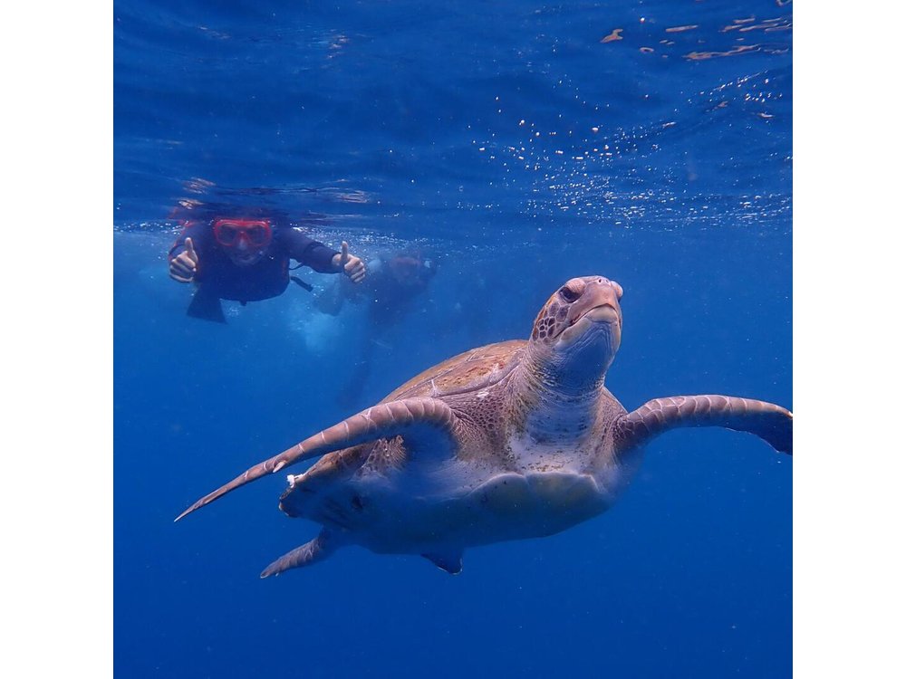 Tenerife: Turtle and Dolphin Kayak Tour with Snorkel and Wetsuit