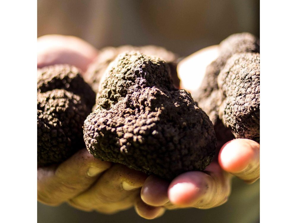 Truffle hunting near Rome with 7-course lunch