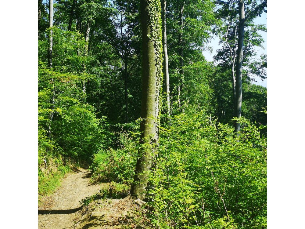 Perceive Zagreb Like a Local - Medvednica Nature Park Hiking